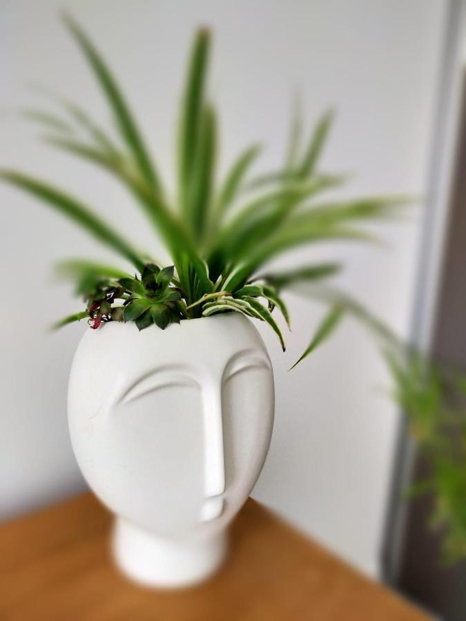 Luca'S Forest Apartment ทิมิชัวรา ภายนอก รูปภาพ
